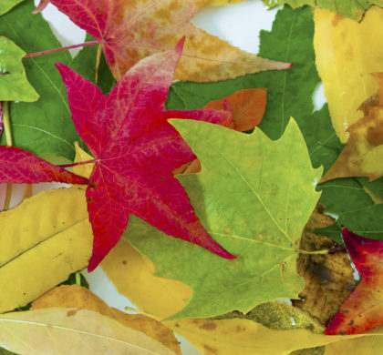 Comment identifier un arbre avec ses feuilles