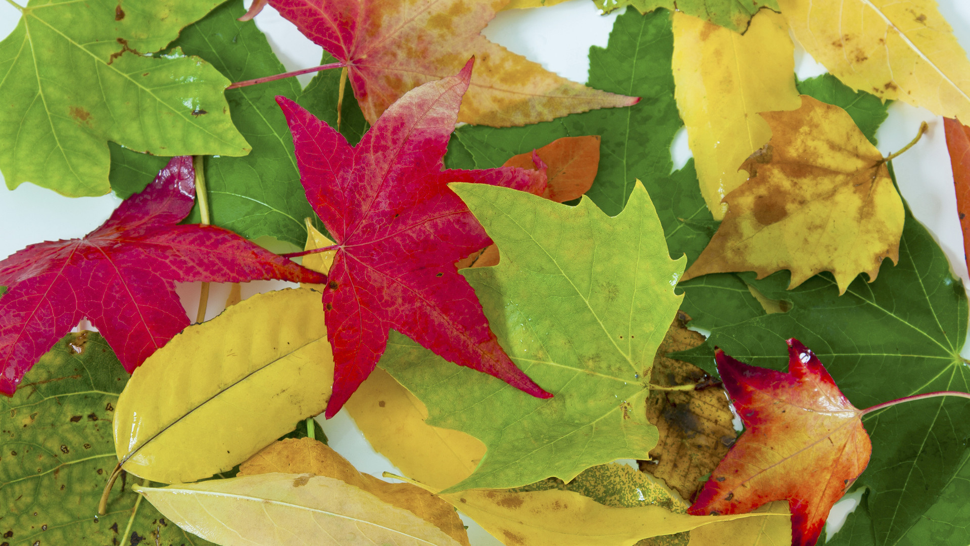 Comment identifier un arbre avec ses feuilles