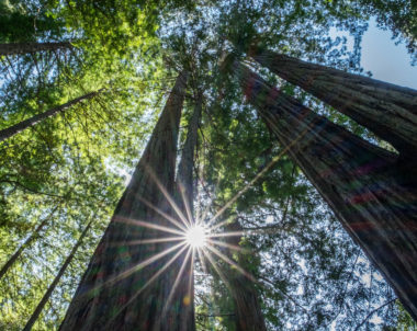 Comment mesurer la hauteur d'un arbre