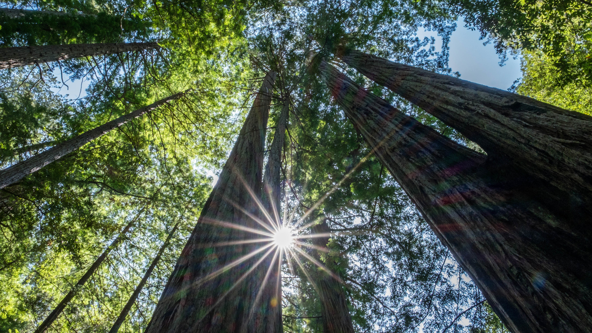 Comment mesurer la hauteur d'un arbre