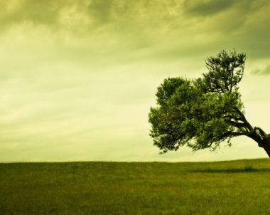 Comment redresser un arbre qui penche