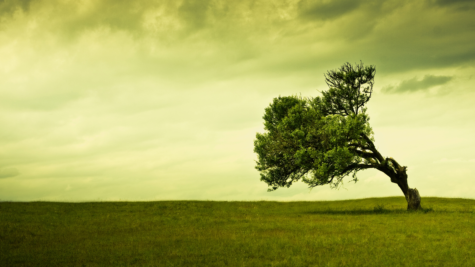 Comment redresser un arbre qui penche