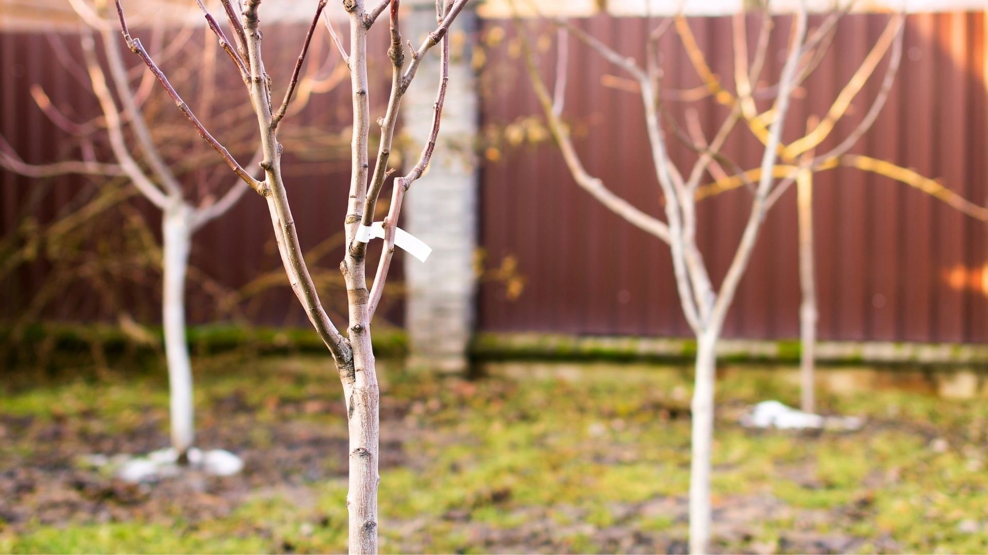 Jeunes arbres plantés dans un jardin au Québec