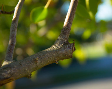 La taille d'un jeune arbre