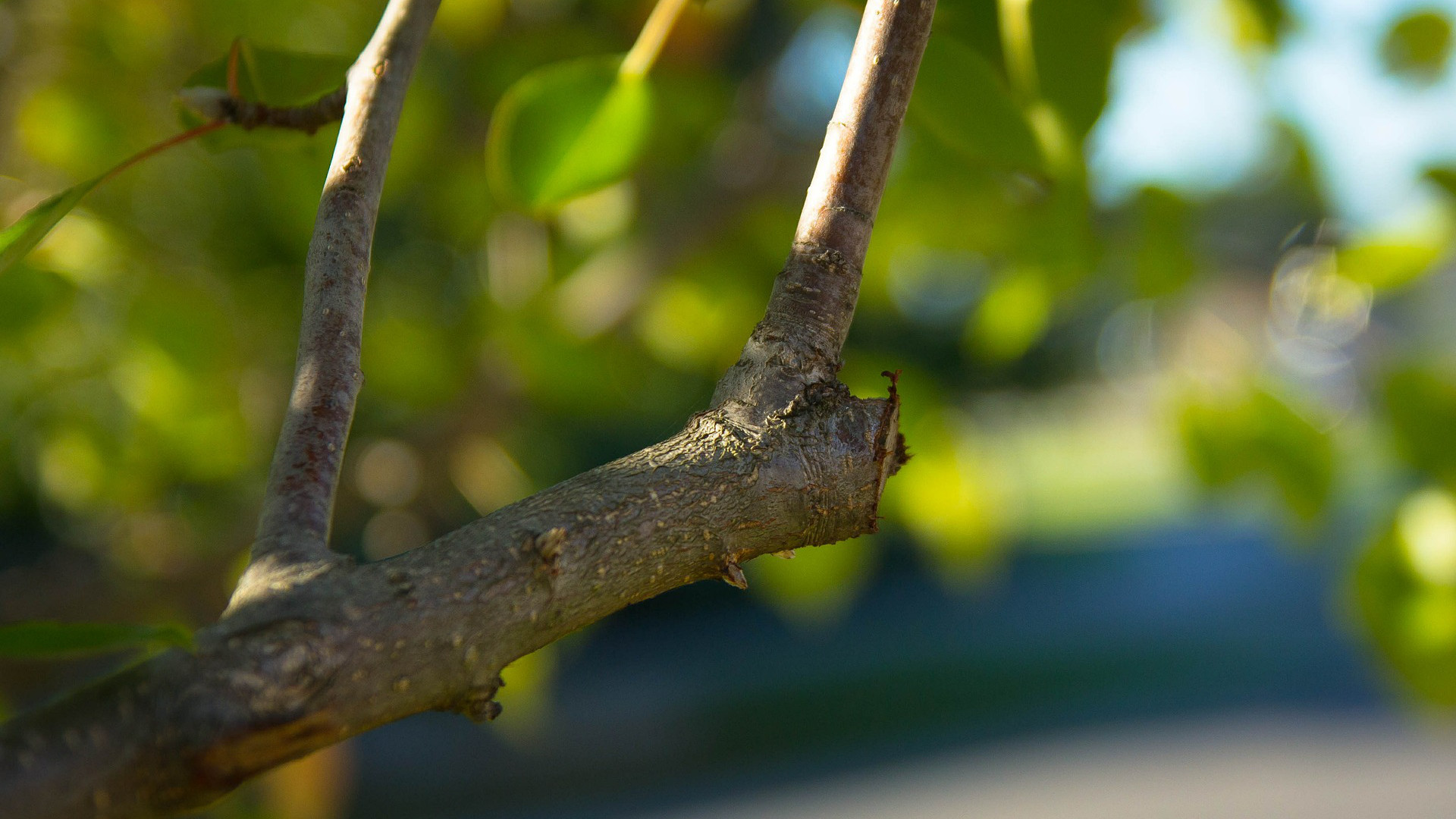 La taille d'un jeune arbre