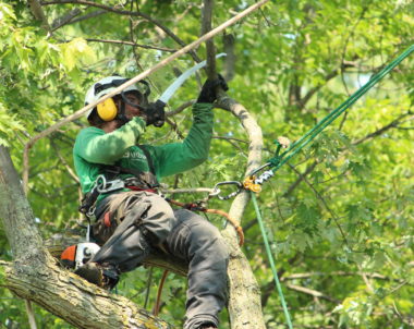 Trois outils indispensables en arboriculture