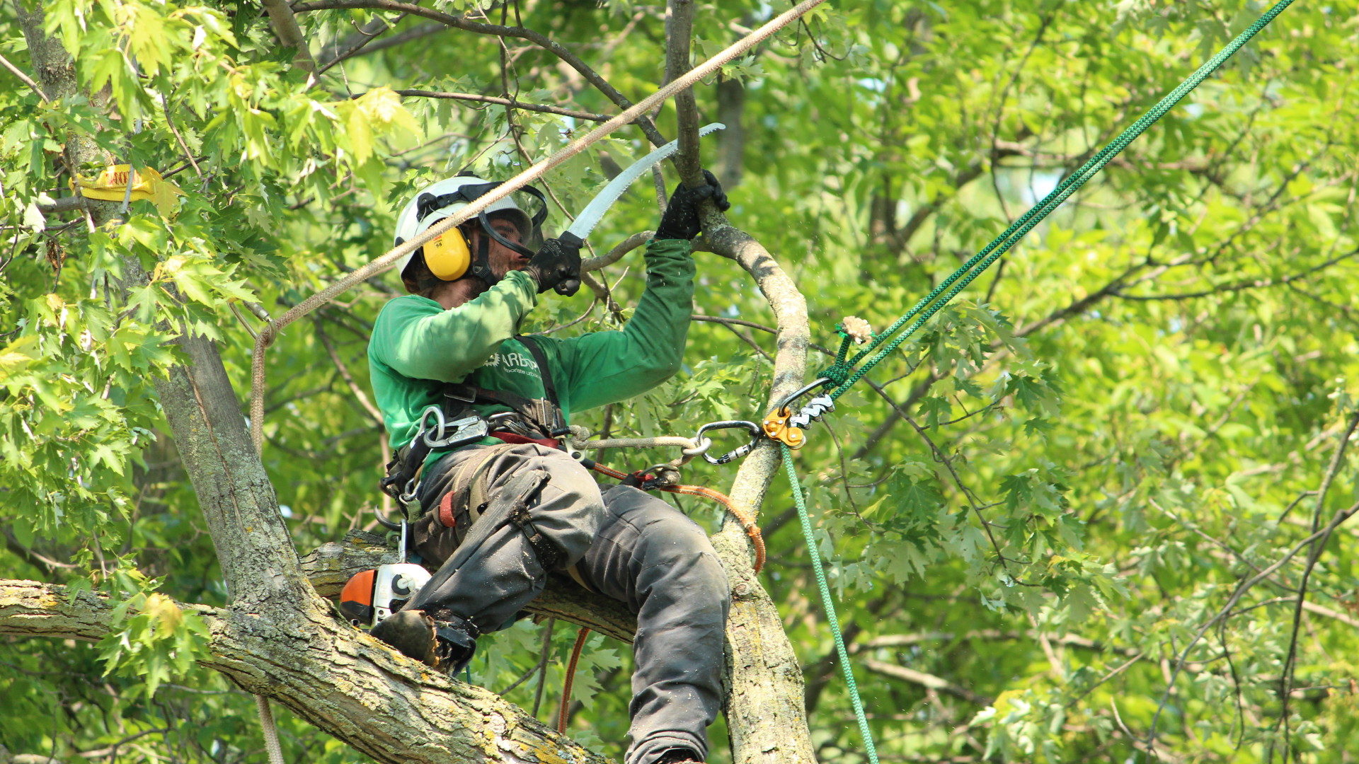 Trois outils indispensables en arboriculture