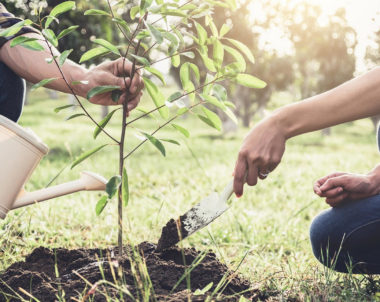 Comment planter un arbre