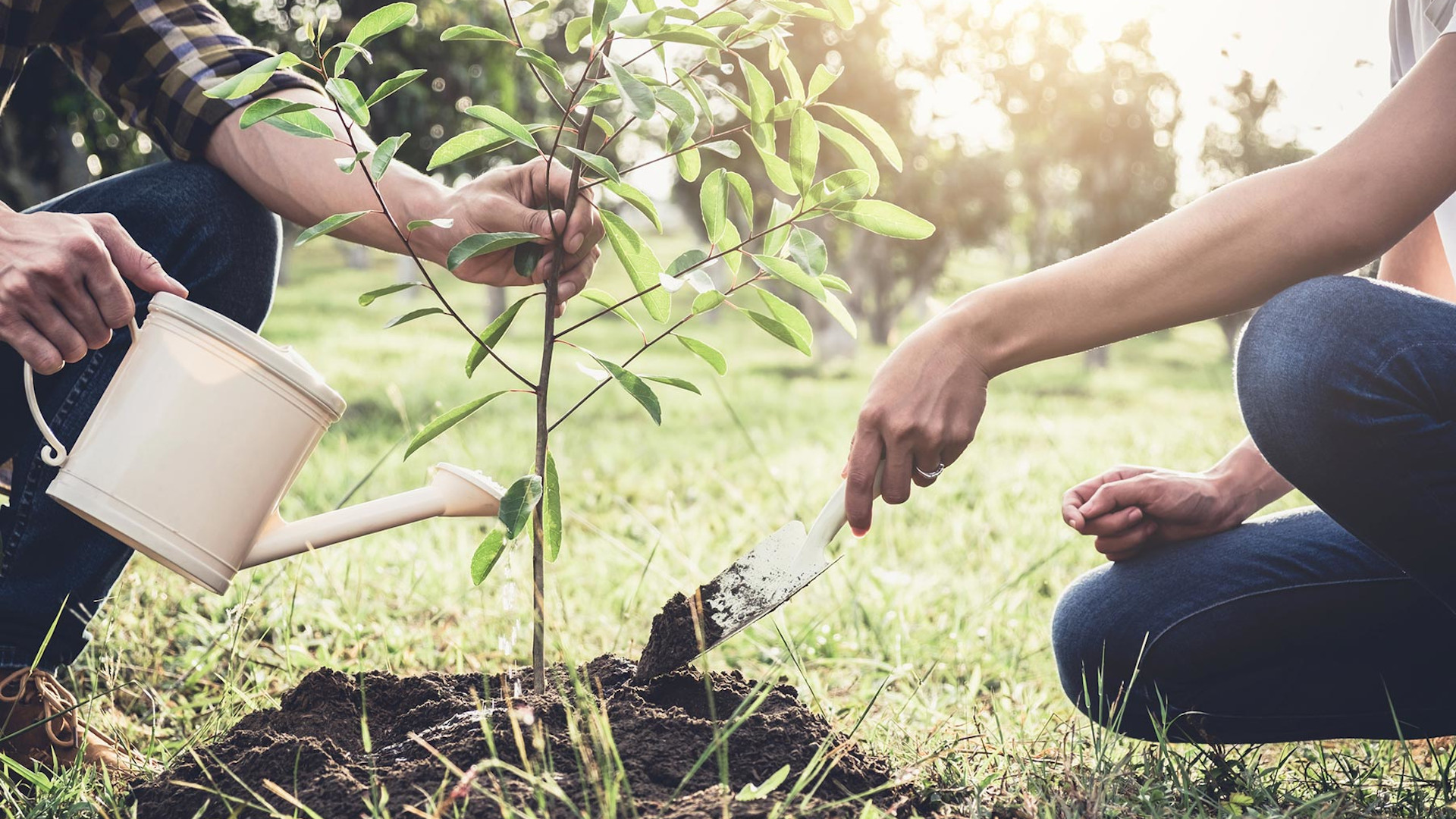 Comment planter un arbre