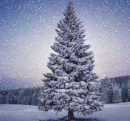 Le sapin de Noël