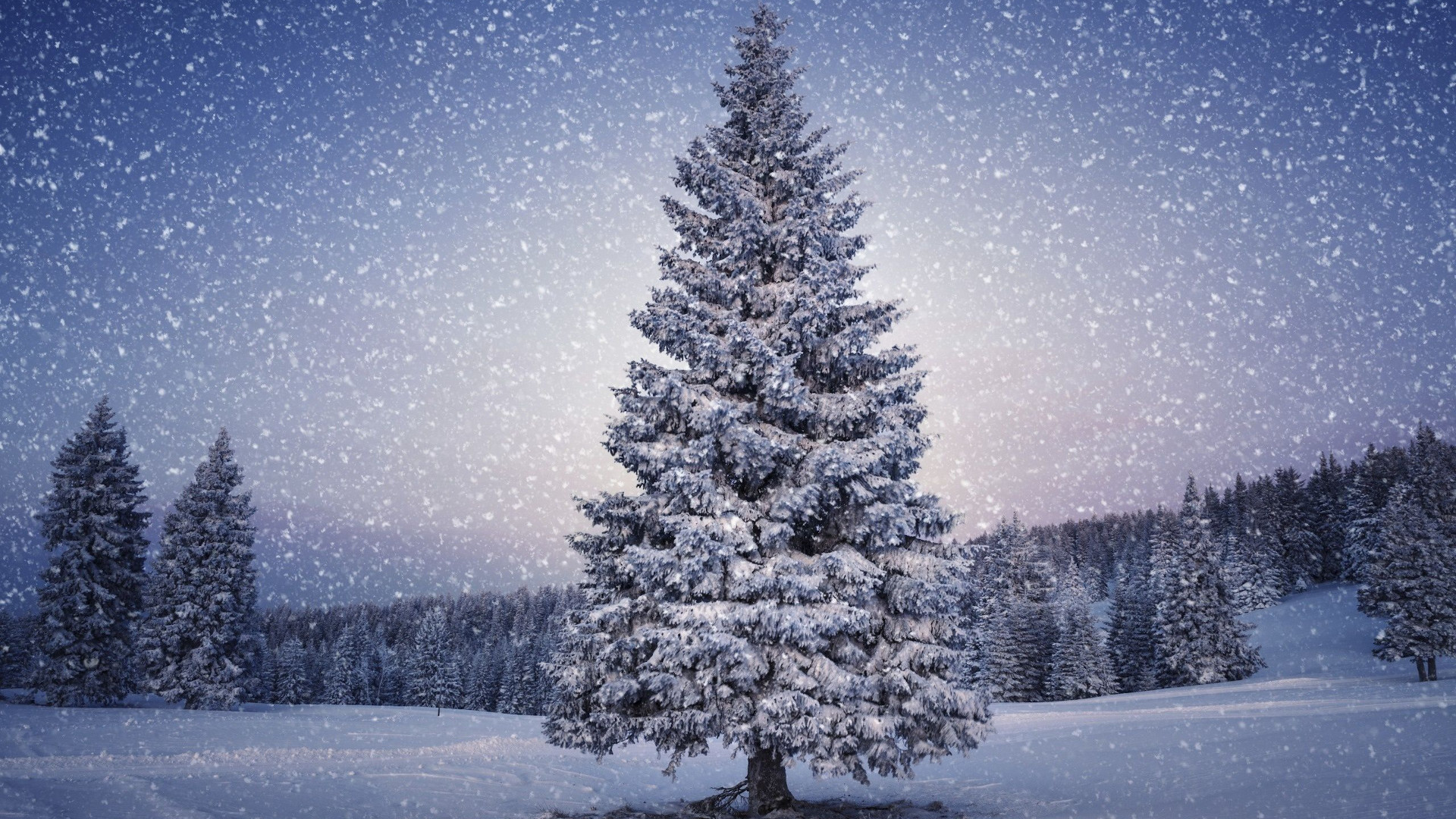 Le sapin de Noël