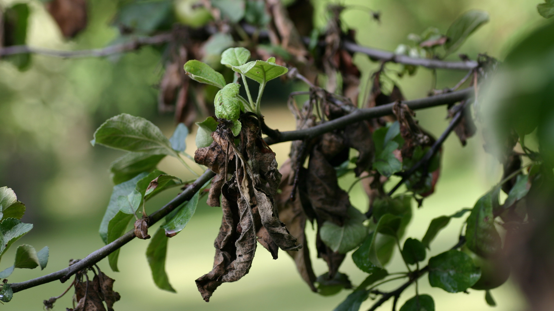 La brûlure bactérienne du pommier