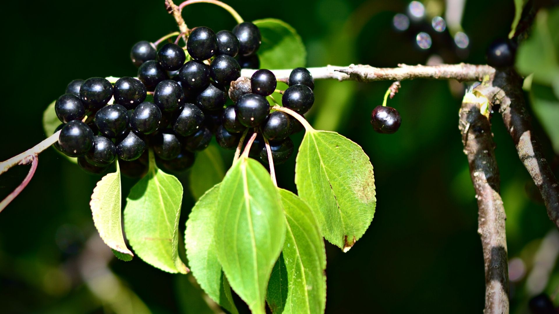 Nerprun arbre envahissant au Québec