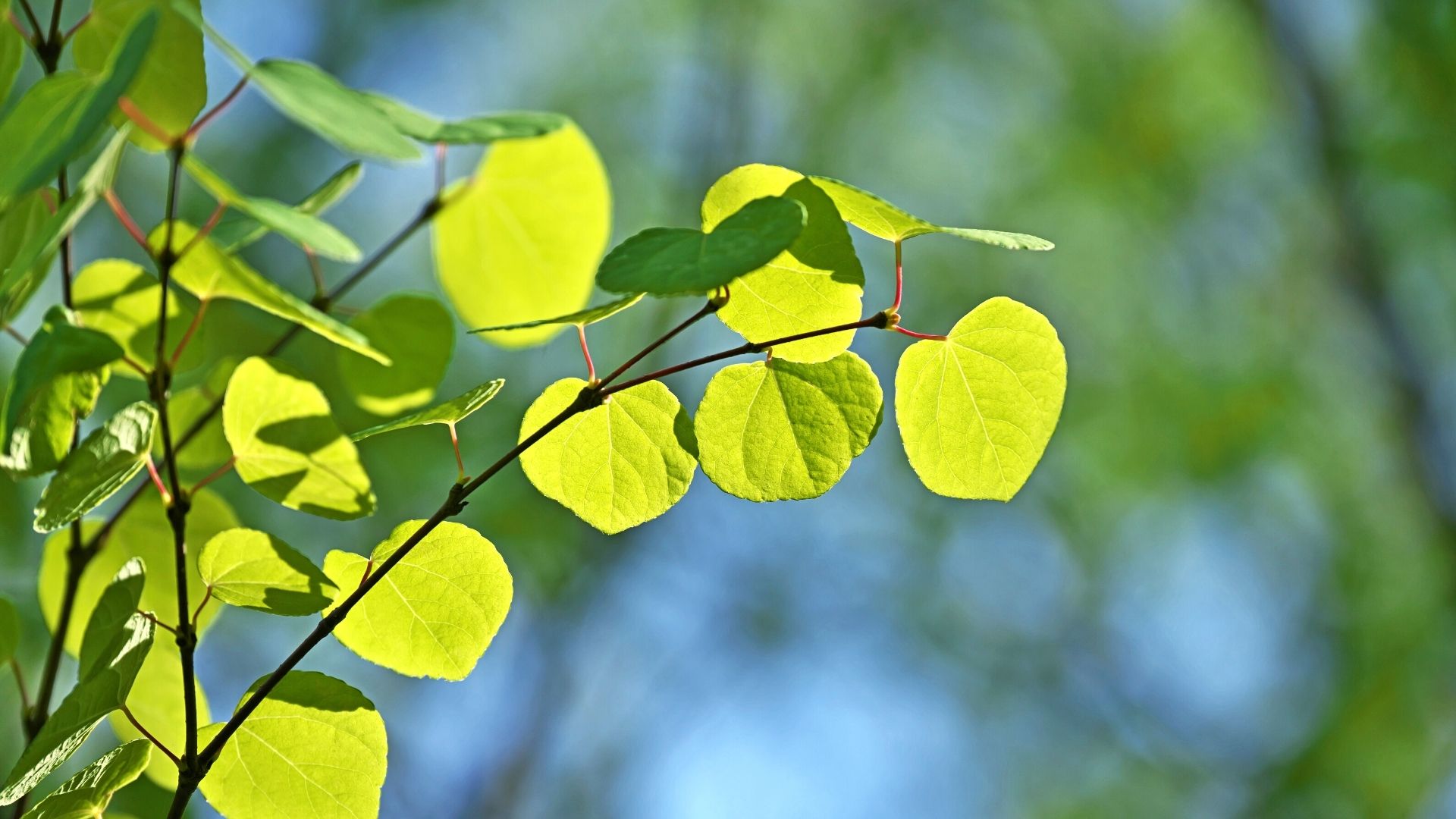 L'arbre de Katsura se nomme aussi arbre caramel