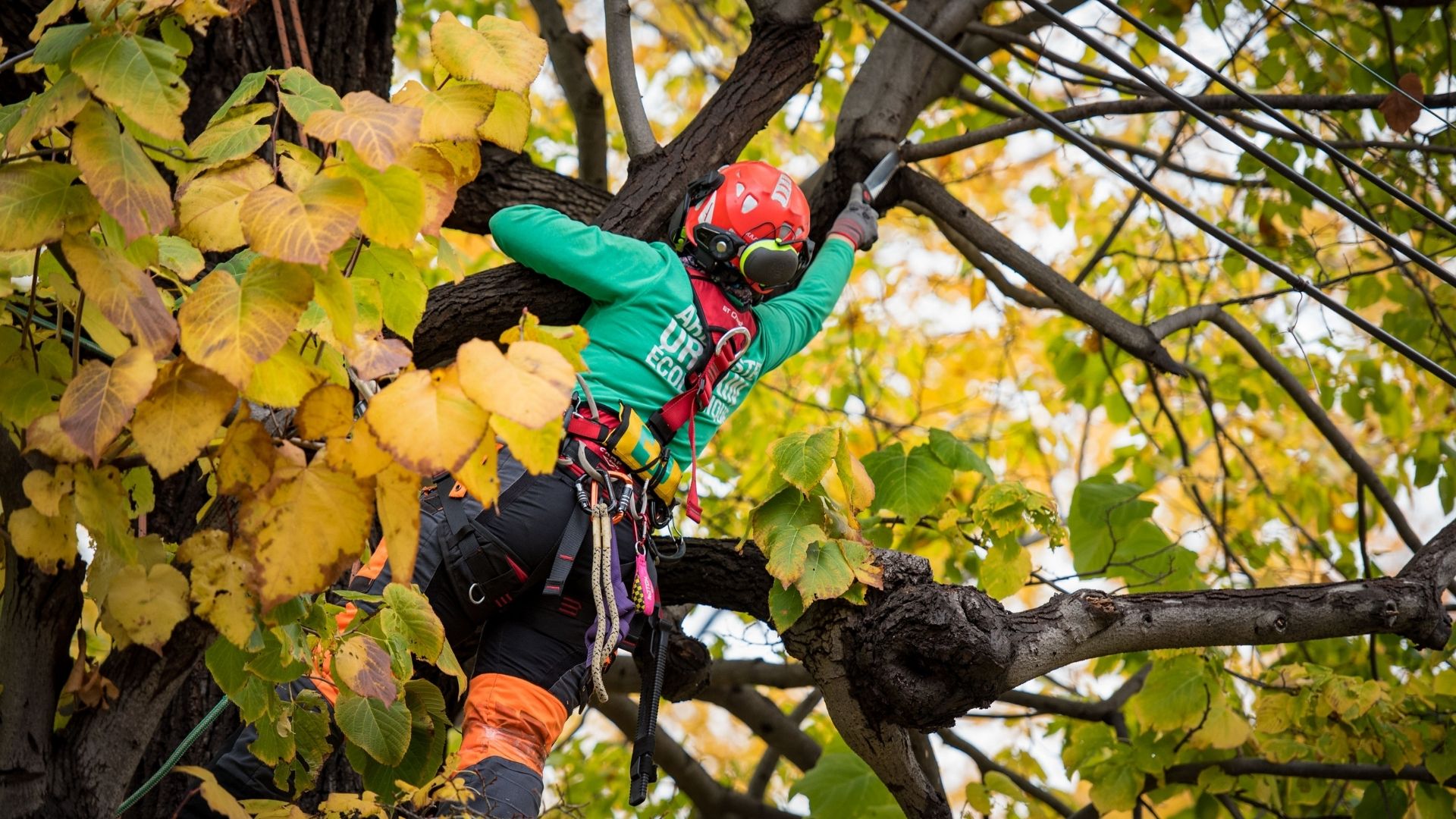 Bonnes pratiques arboricoles - Élagage respectueux de l'environnement