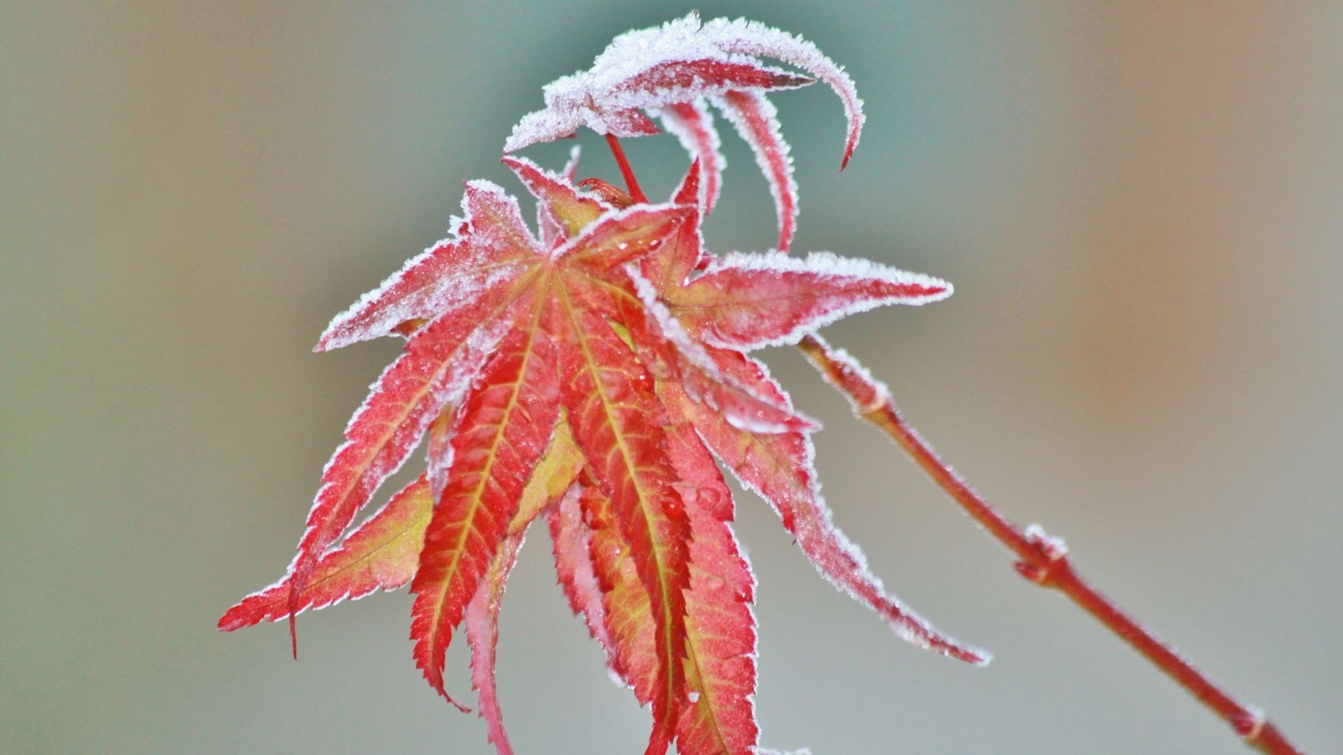 Feuille d'érable japonais en novembre