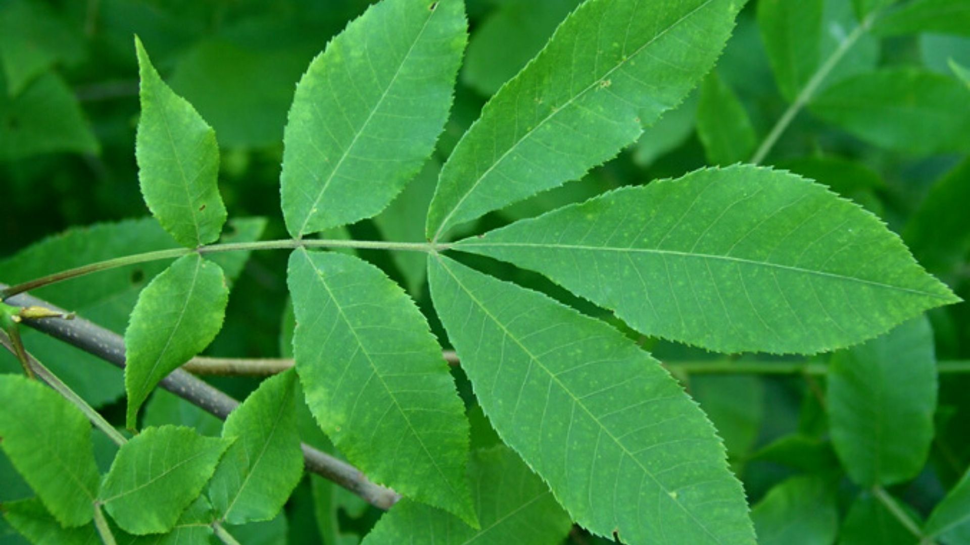 Carya cordiformis - Arbre indigène du Canada