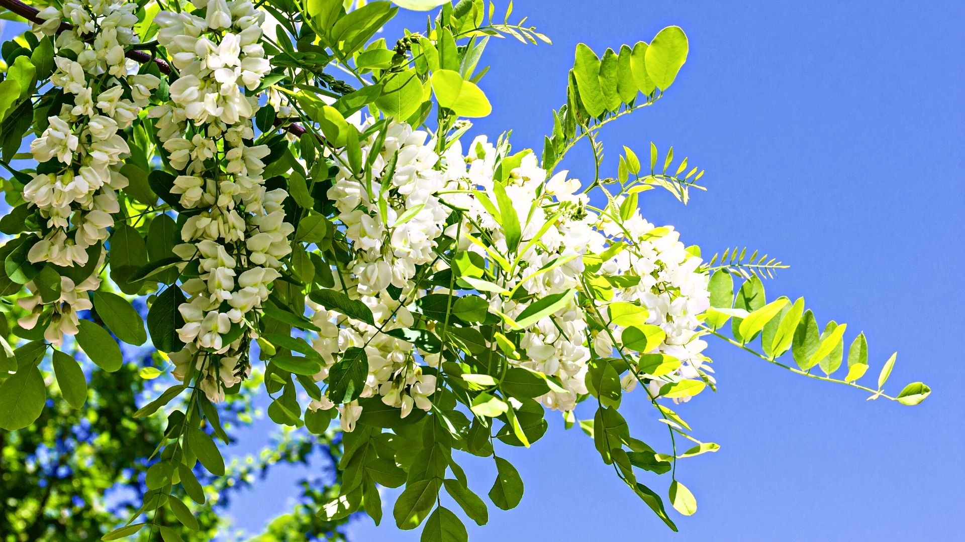 Les belles grappes de fleurs blanches pendantes et parfumées au miel du robinier