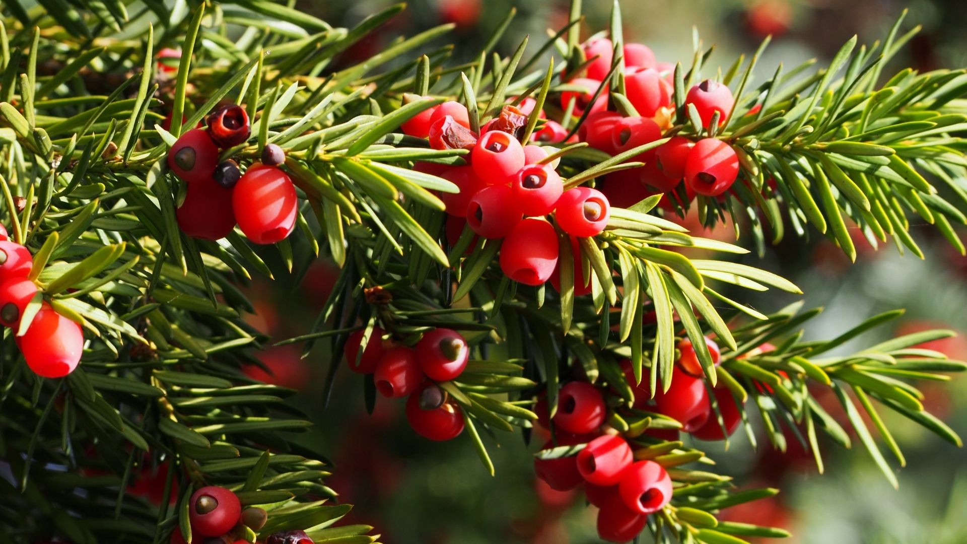 L'If du Japon - parfait petit arbre décoratif pour le Québec