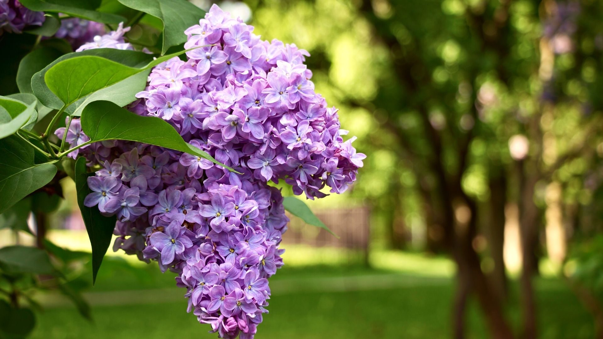 Le lilas est magnifique en bordure d'une maison