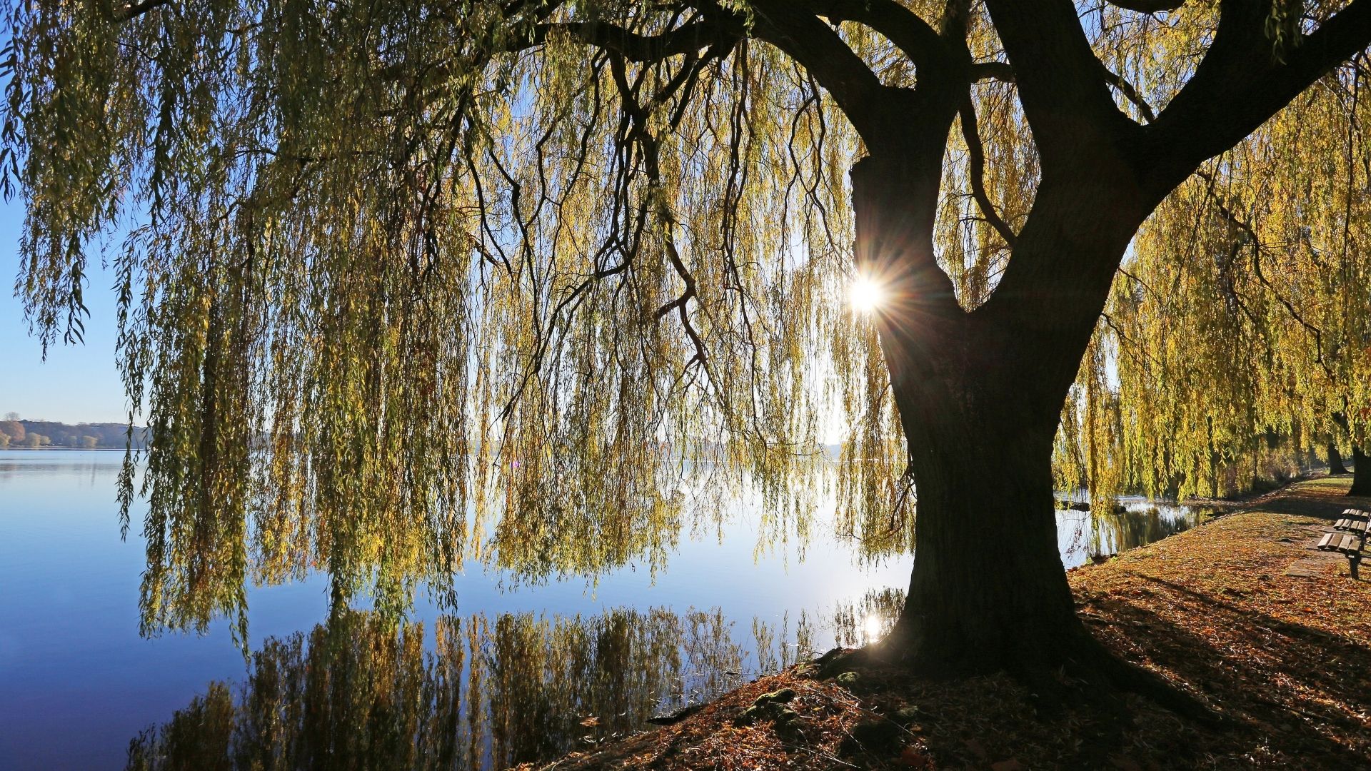 Saule pleureur en bande riveraine - parc à Laval