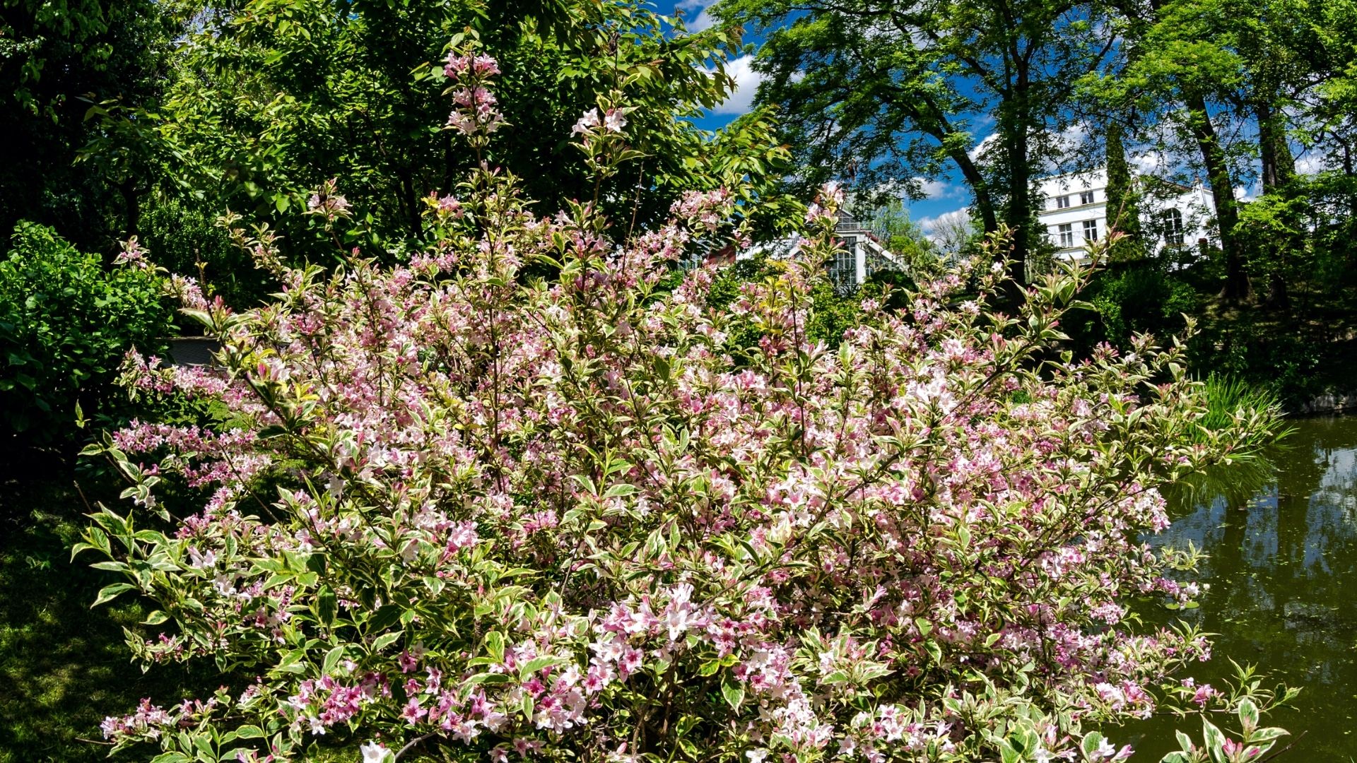 Buisson de weigela dans un jardin de Boisbriand