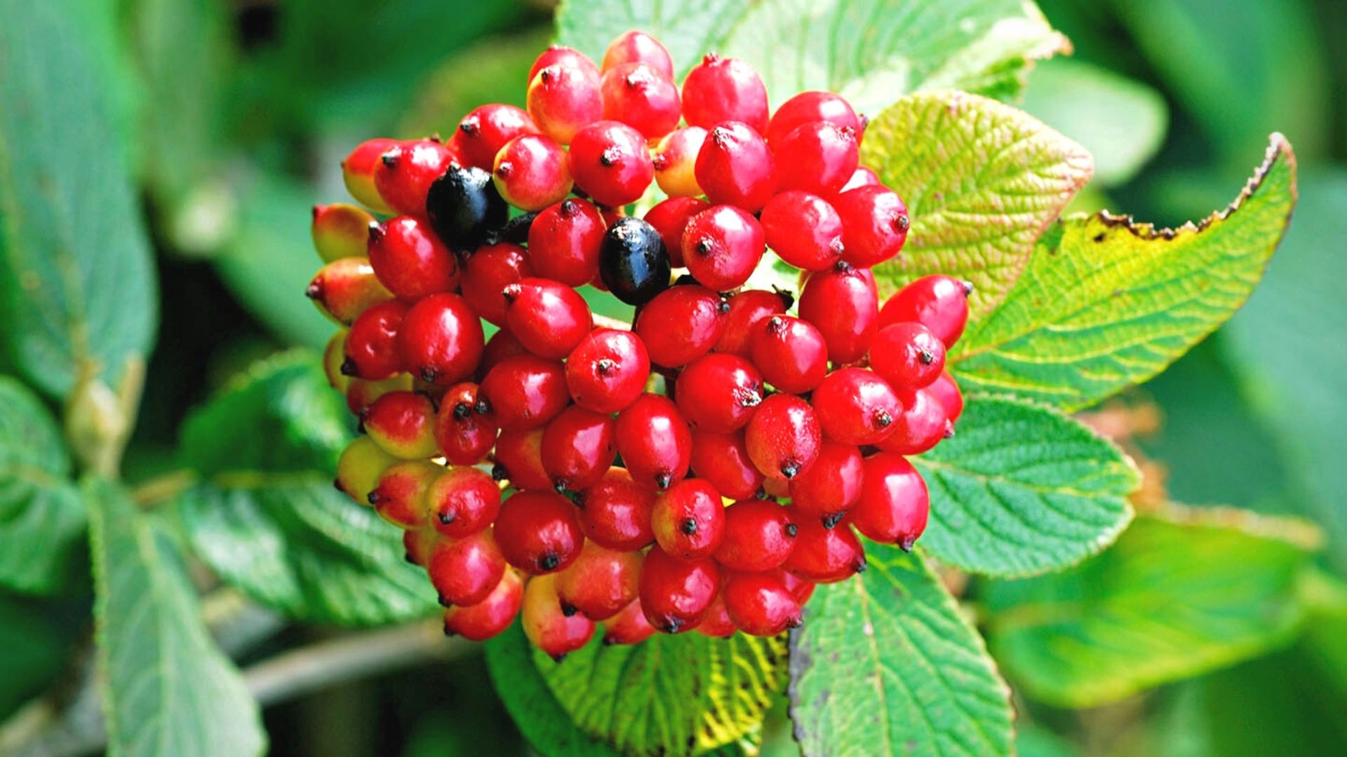 Viorne commune - Viburnum lantana Mohican