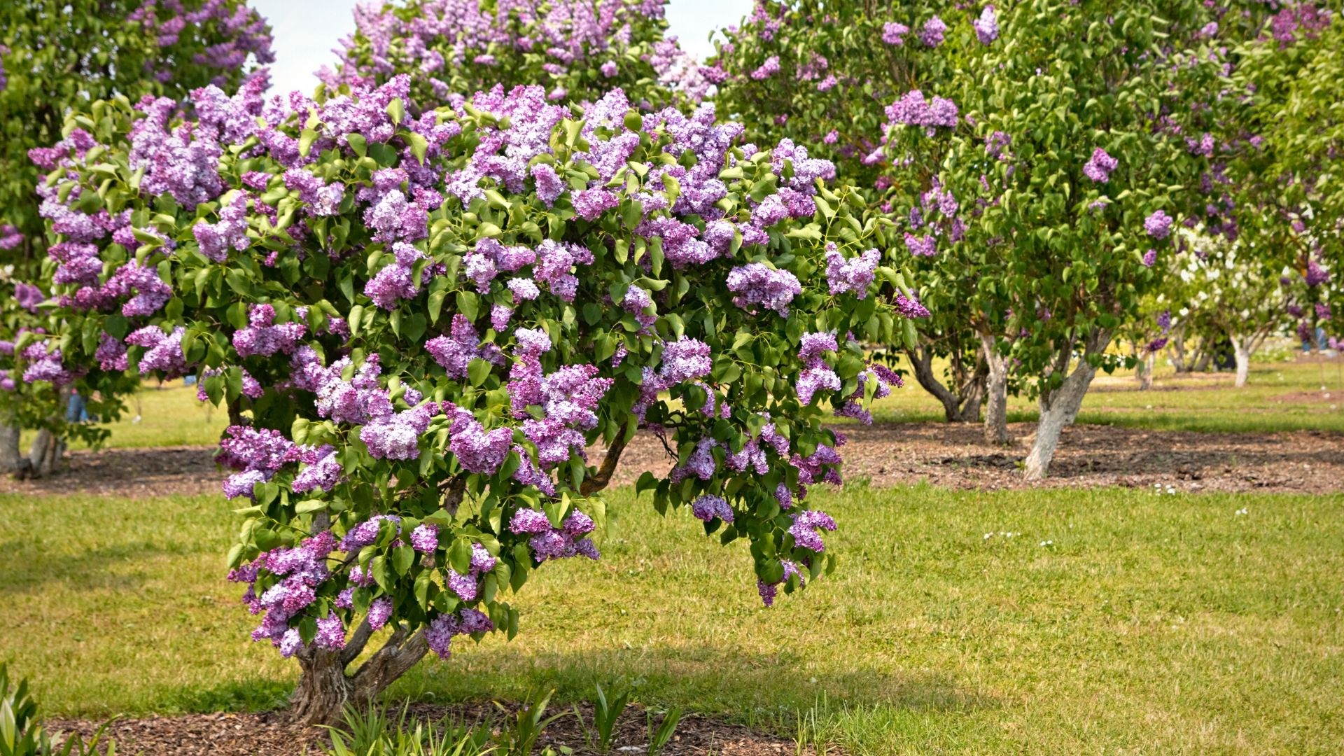 Le lilas japonais pousse en arbre de petit format