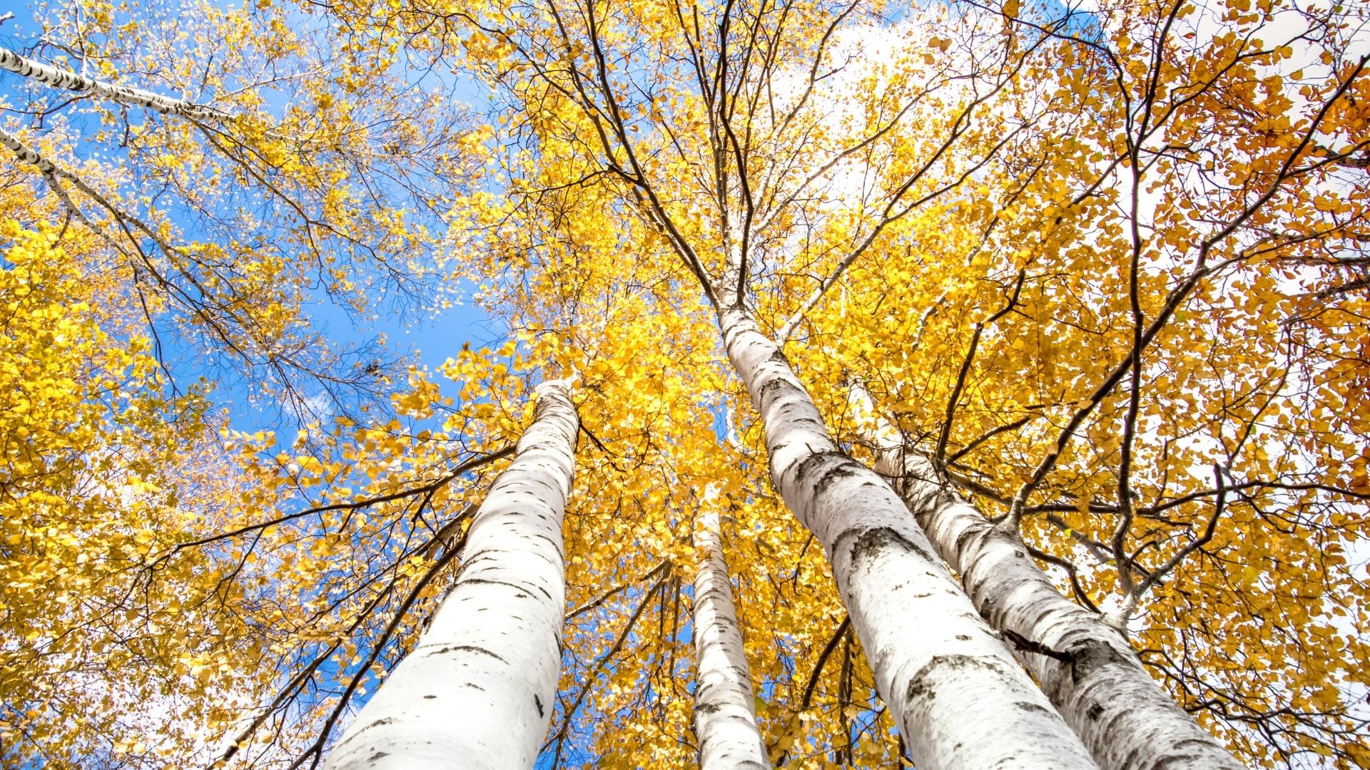 Betula papyrifera - Bouleau blanc du Canada