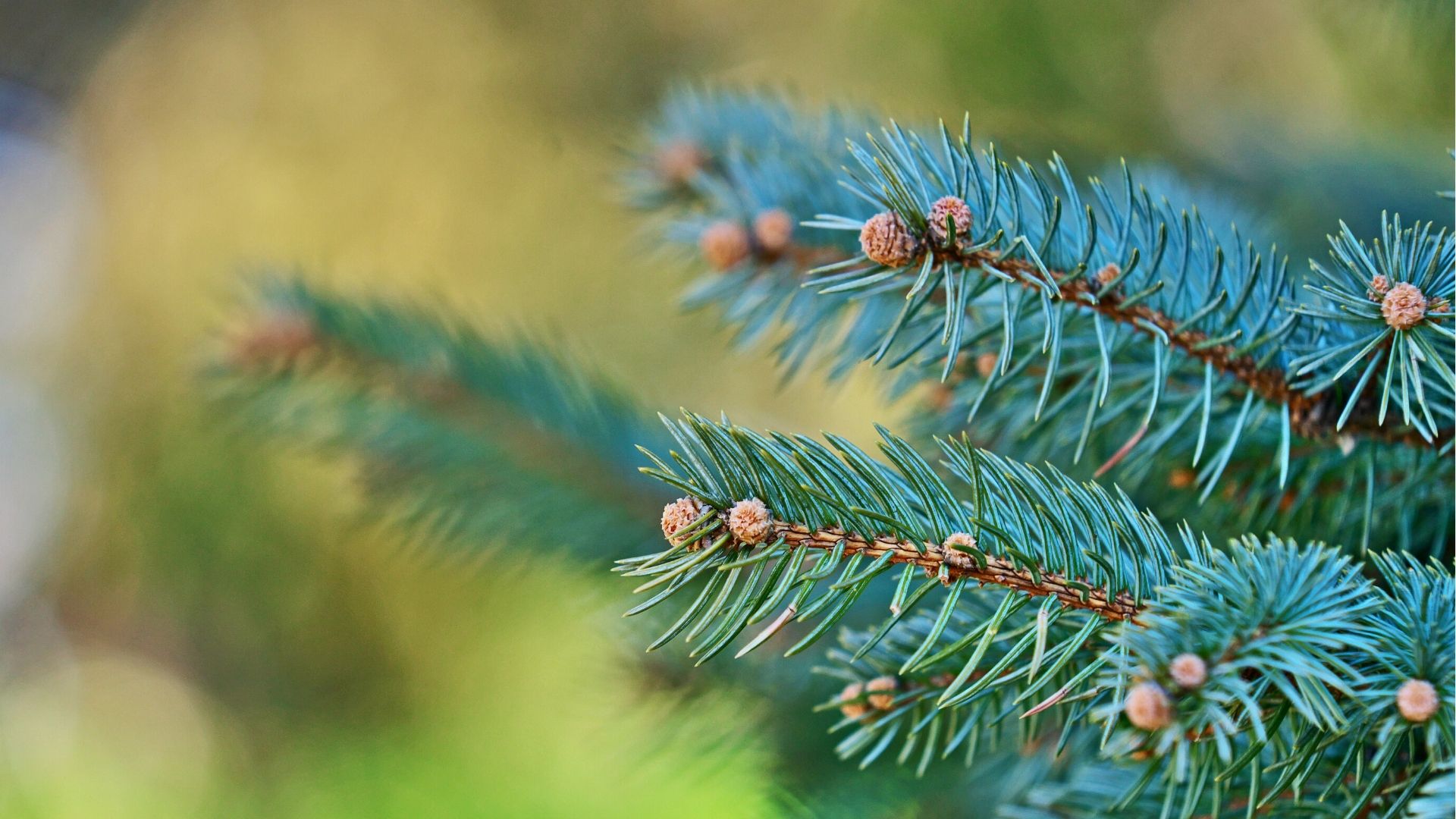 Épinette bleue du Colorado - Picea pungens