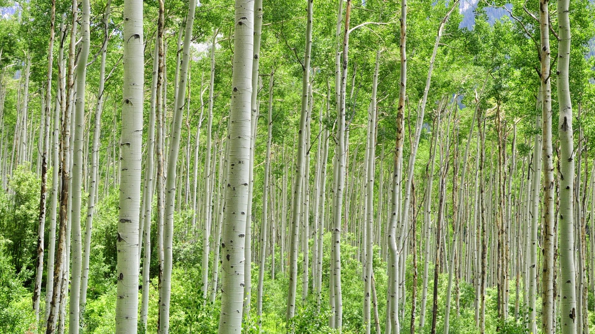 Forêt de peupliers faux-tremble - Canada