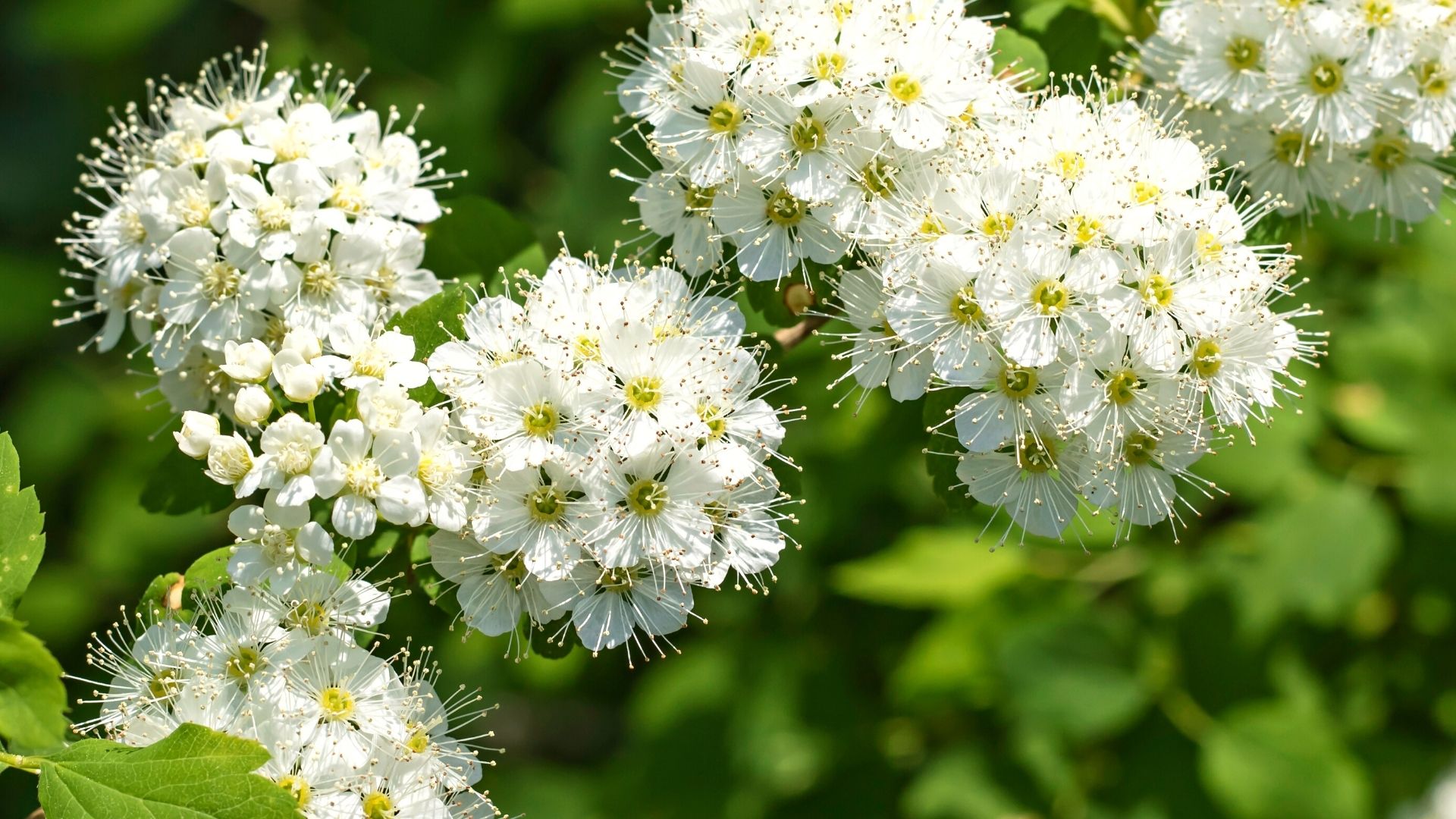 Grappes de fleurs blanches de la viorne lentago