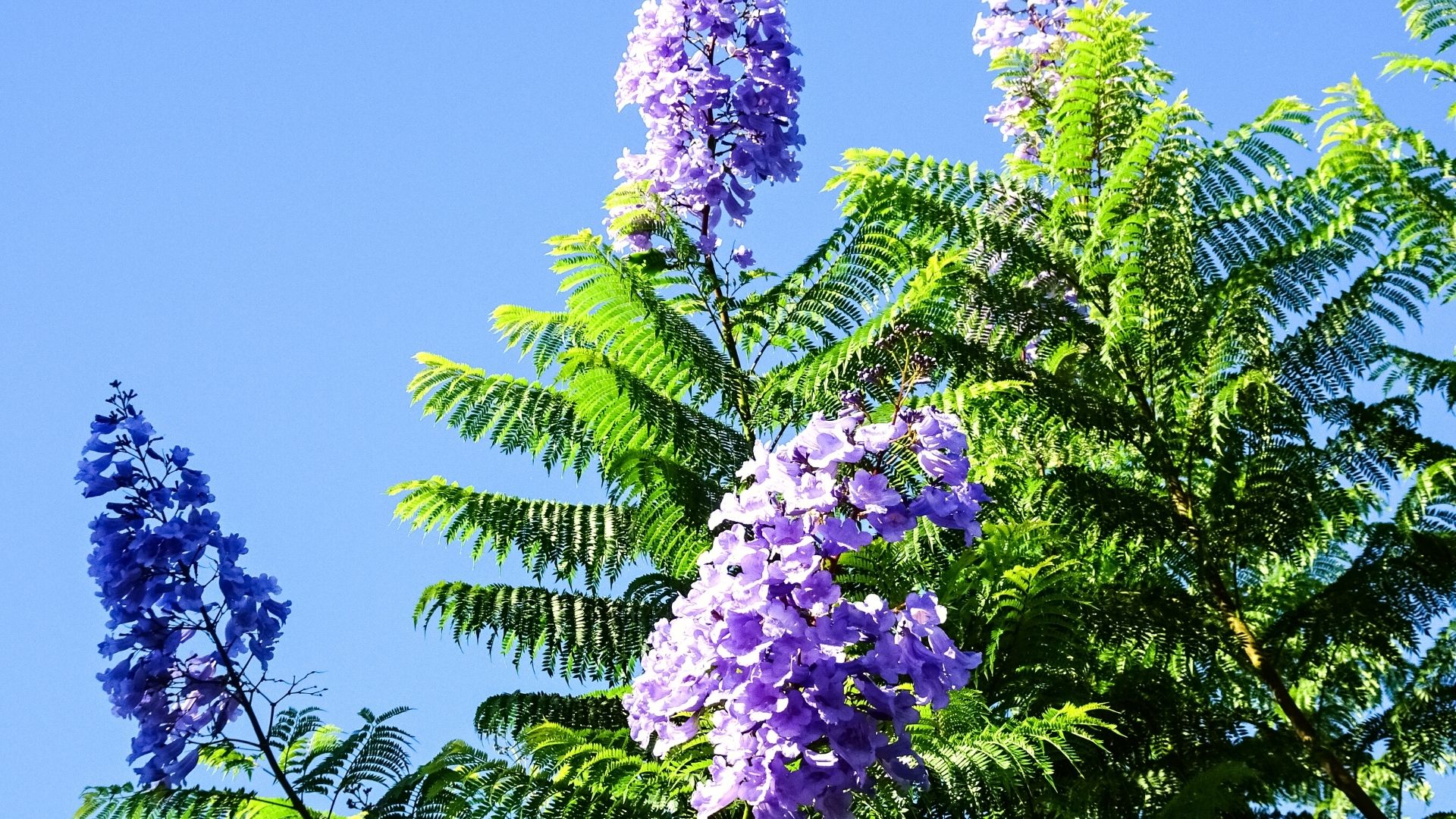 Jacaranda mimosifolia - Amérique latine