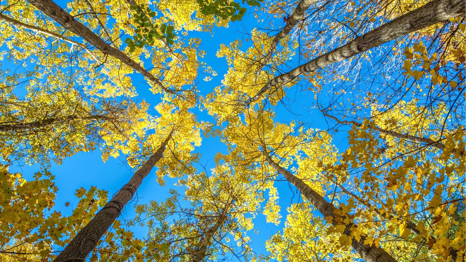 Populus grandidentata - Peuplier à grandes dents