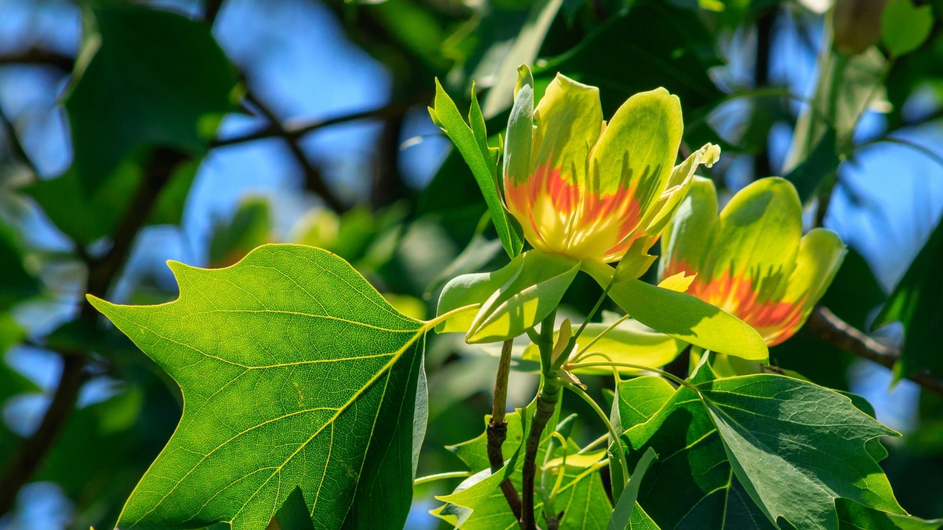 Tulipier de Virginie - Liriodendron tulipifera