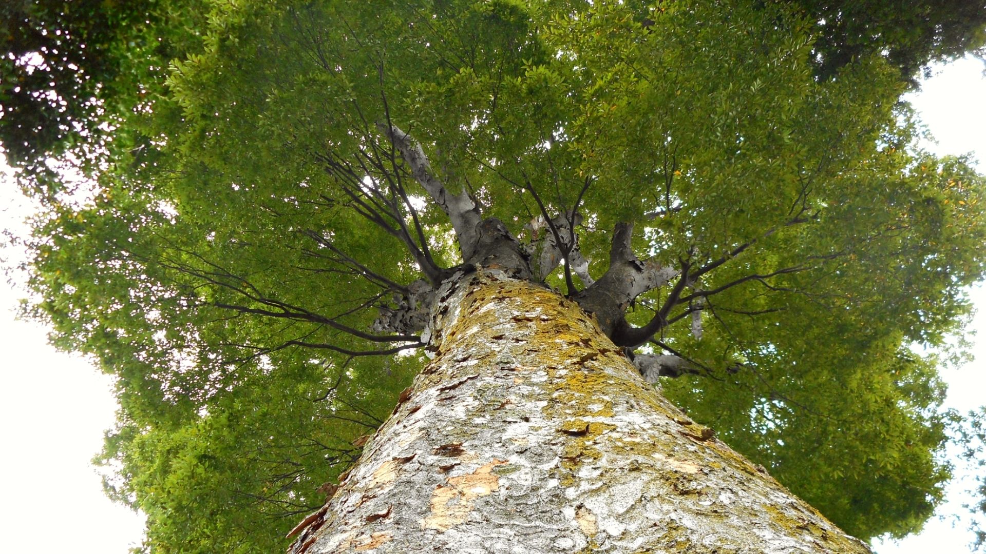 Zelkova serrata mature au Japon