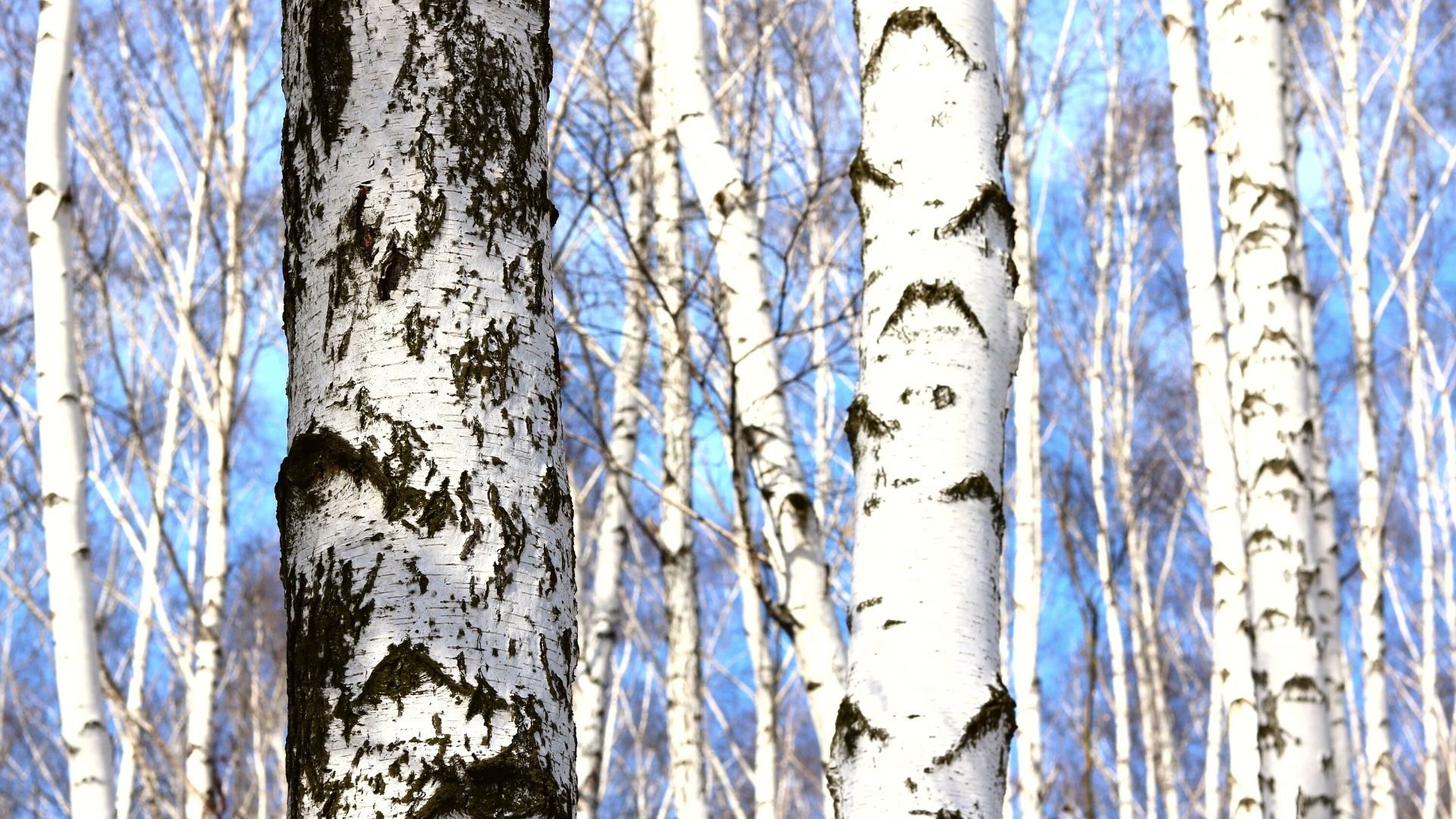 Bouleau gris - Betula populifolia - Grey birch