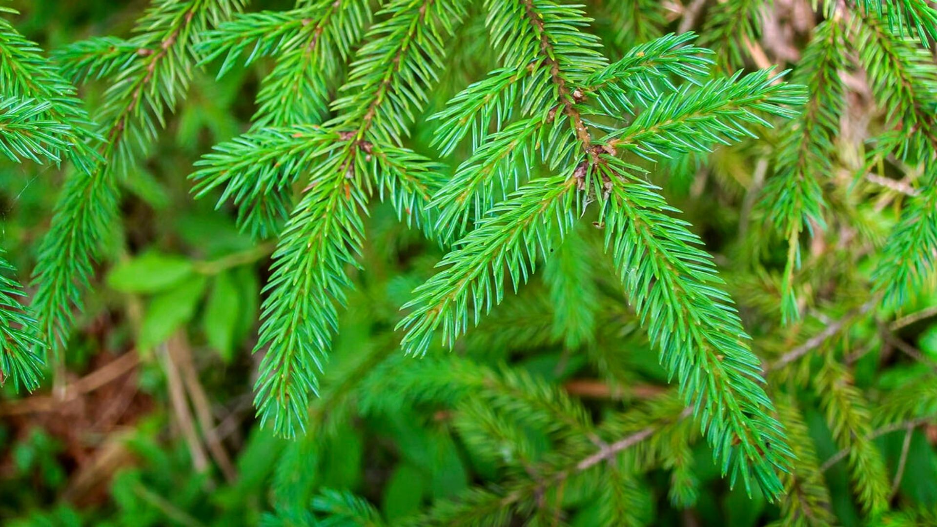 Picea rubens - Épinette rouge