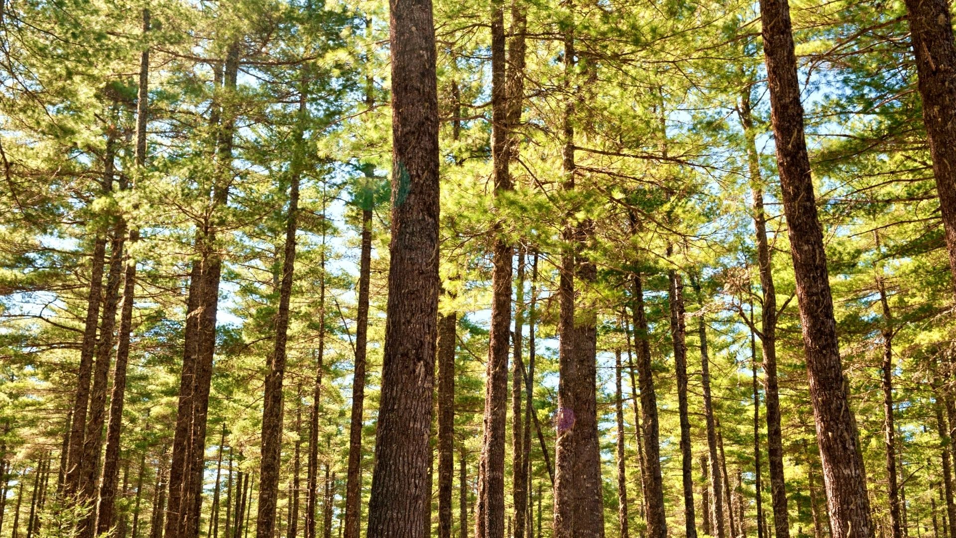 Pin blanc - Pinus strobus - White pine