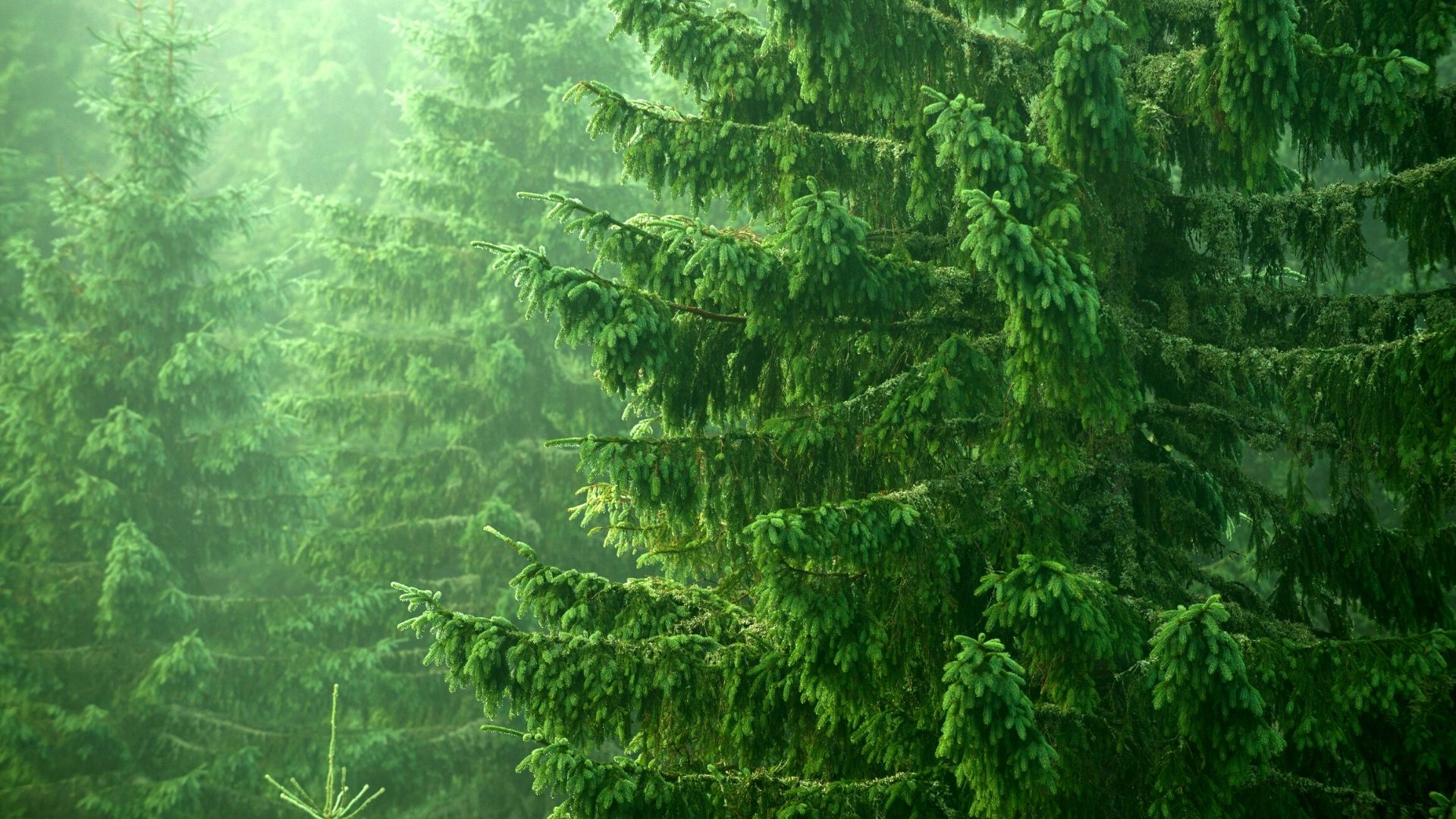 Norway spruce - Épinette de Norvège - Picea abies