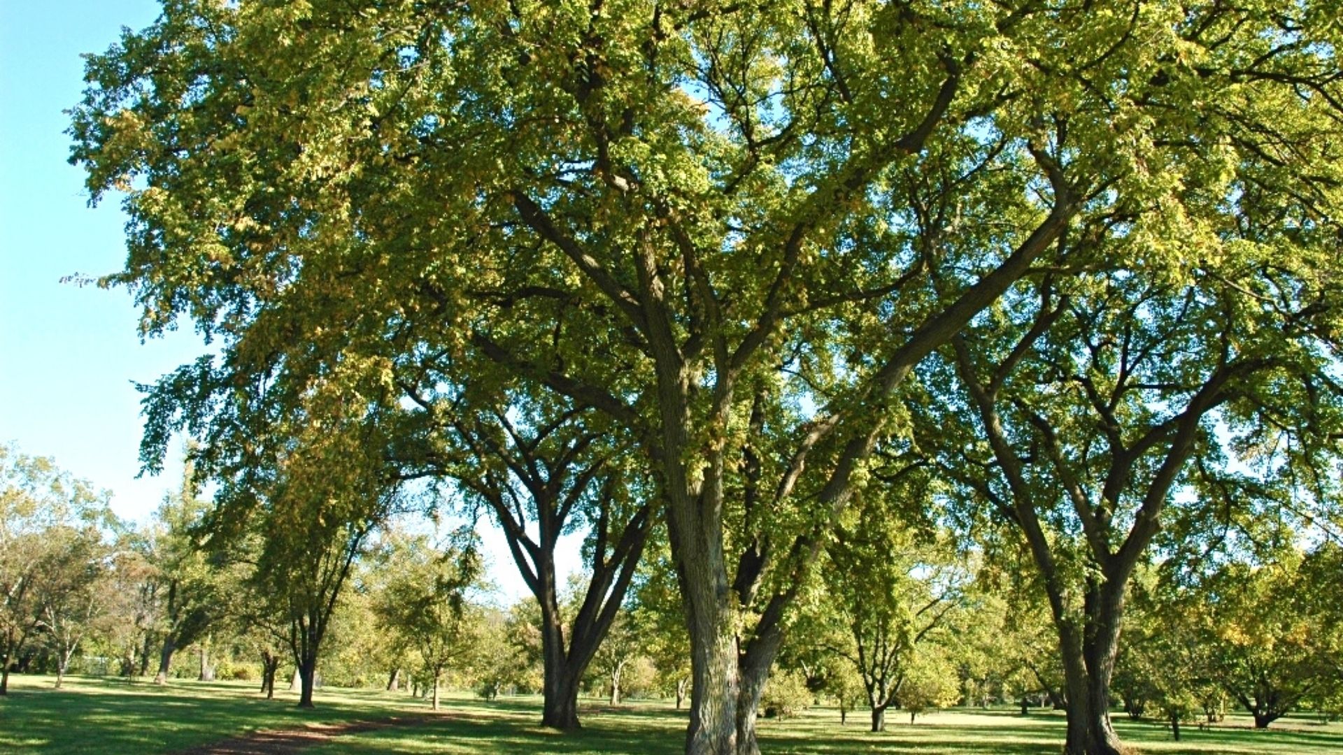 Parc canadien avec plusieurs ormes de Sibérie