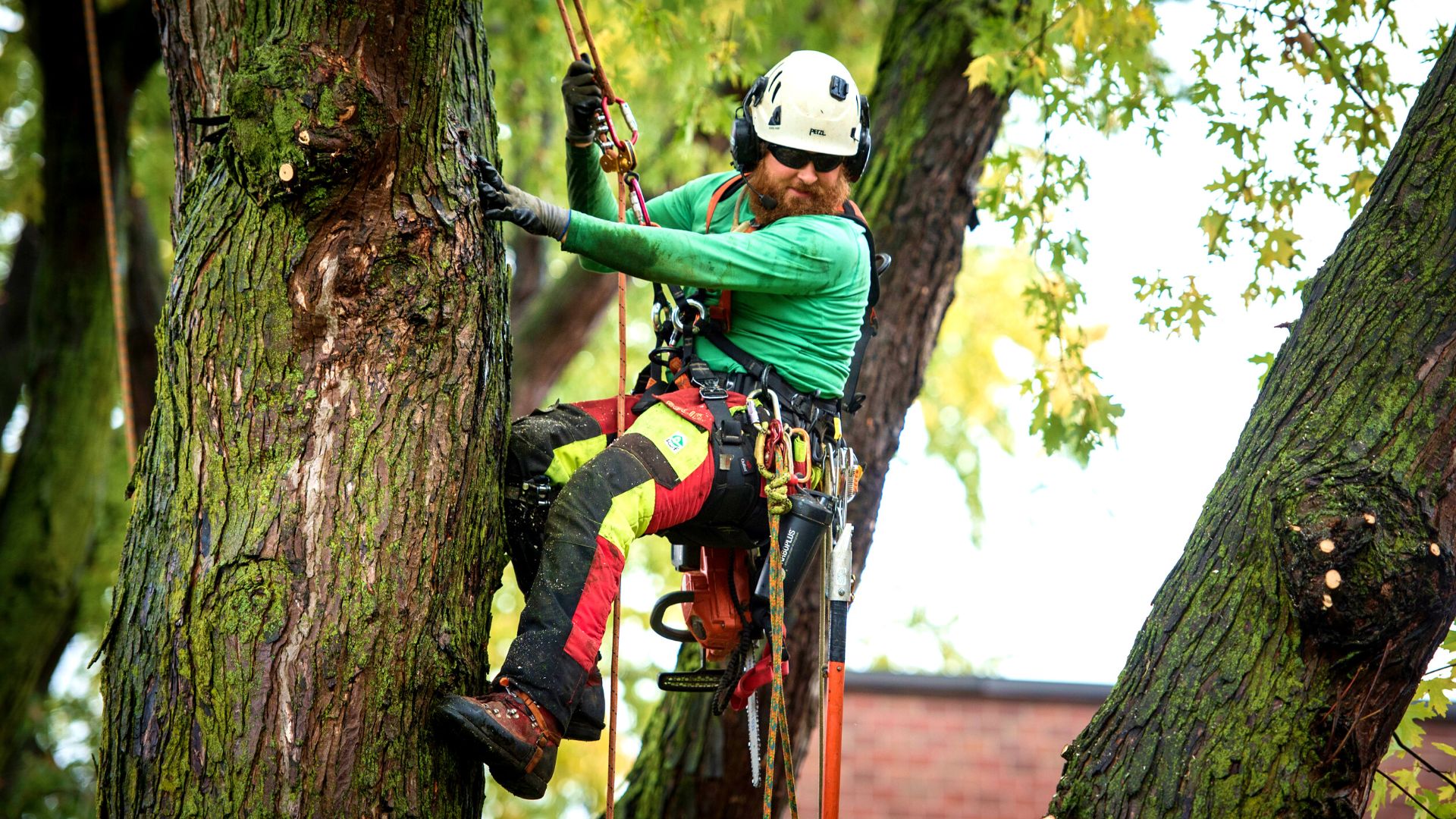 Arboriste grimpeur chez Arboplus - Québec, Canada