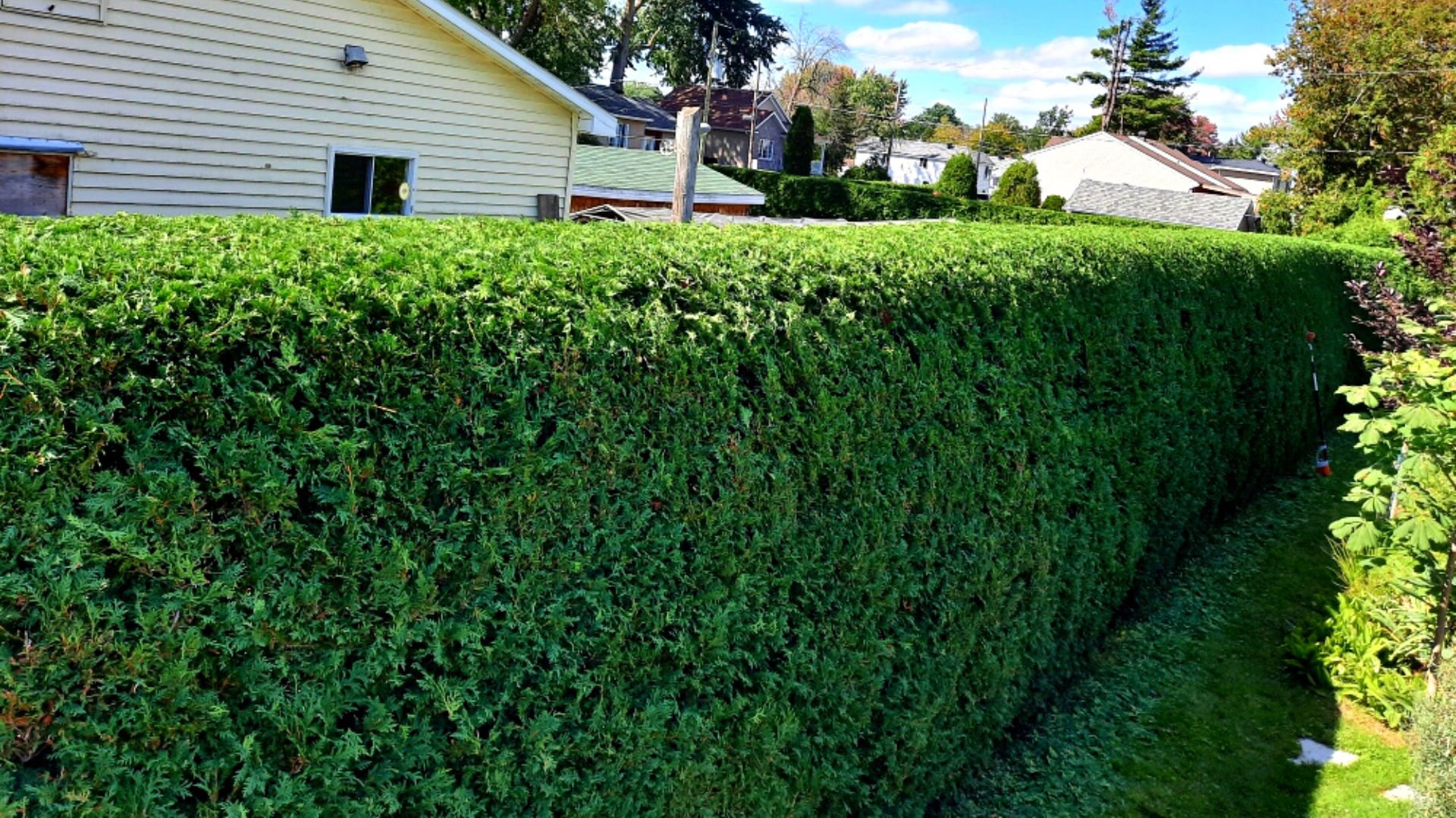 Exemple d'une haie de cèdres bien fournie - Rive-nord de Montréal