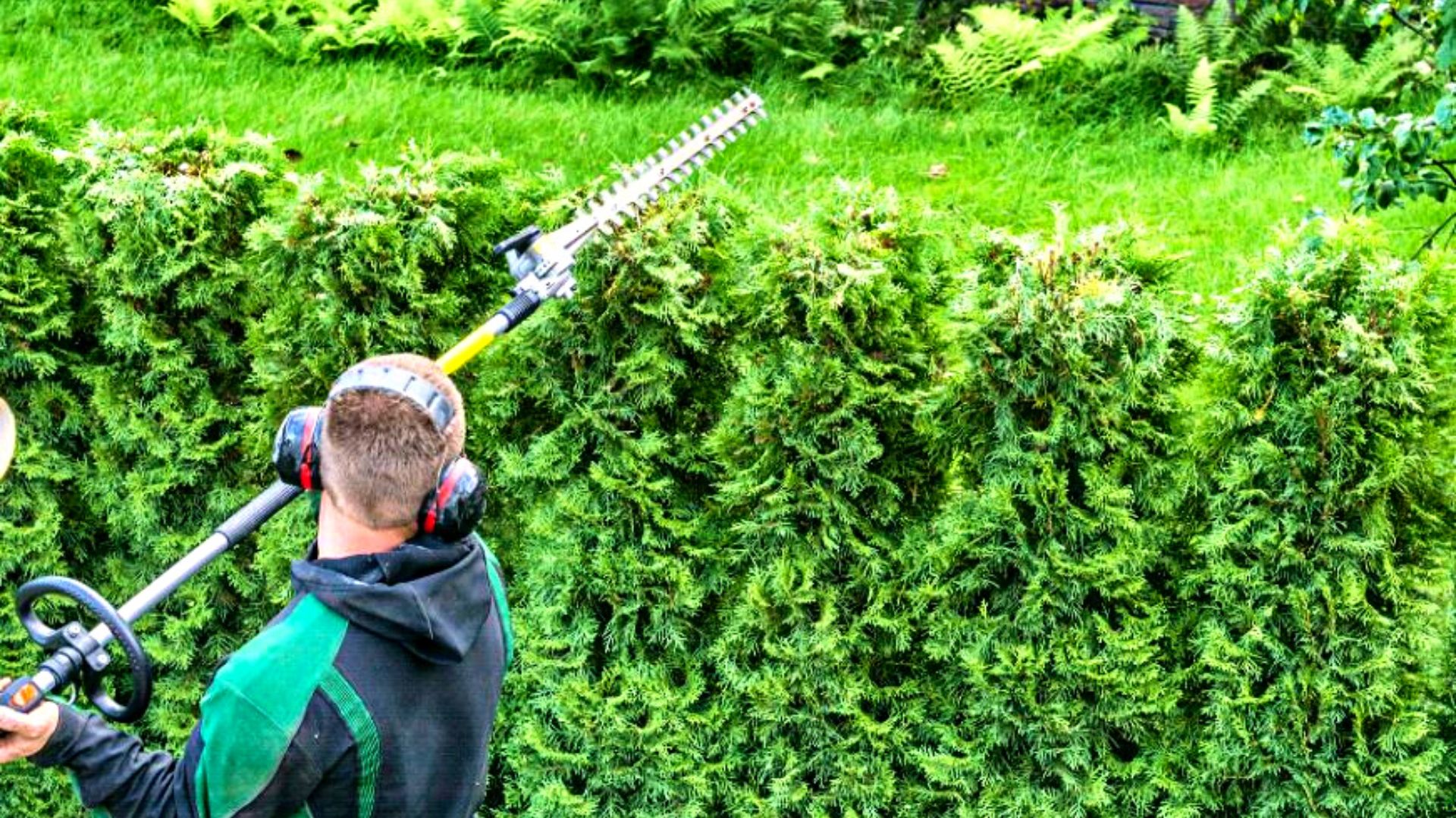 Tailleur de haies de cèdres professionnel au Québec