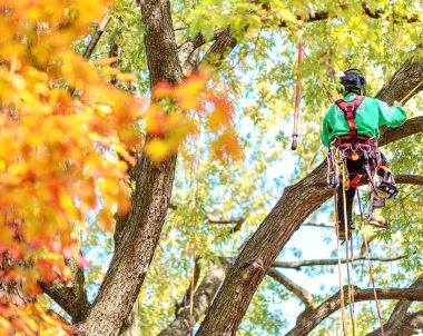 Le métier d'arboriculteur au Québec - Arboplus Inc.