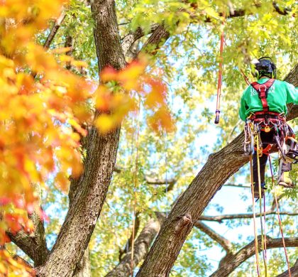 Le métier d'arboriculteur au Québec - Arboplus Inc.