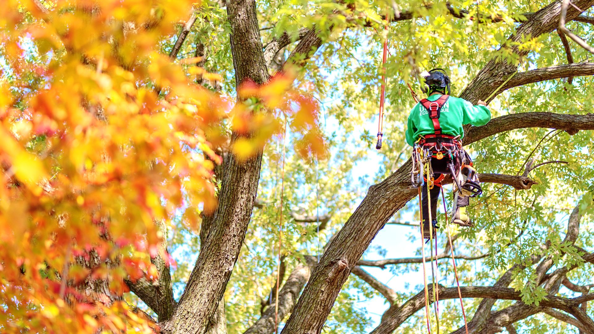 Le métier d'arboriculteur au Québec - Arboplus Inc.