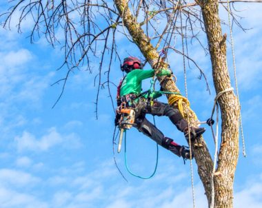 Arboriculteur du Québec certifié par la SIAQ