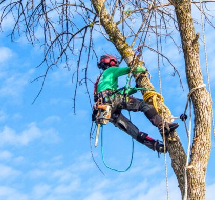 Arboriculteur du Québec certifié par la SIAQ