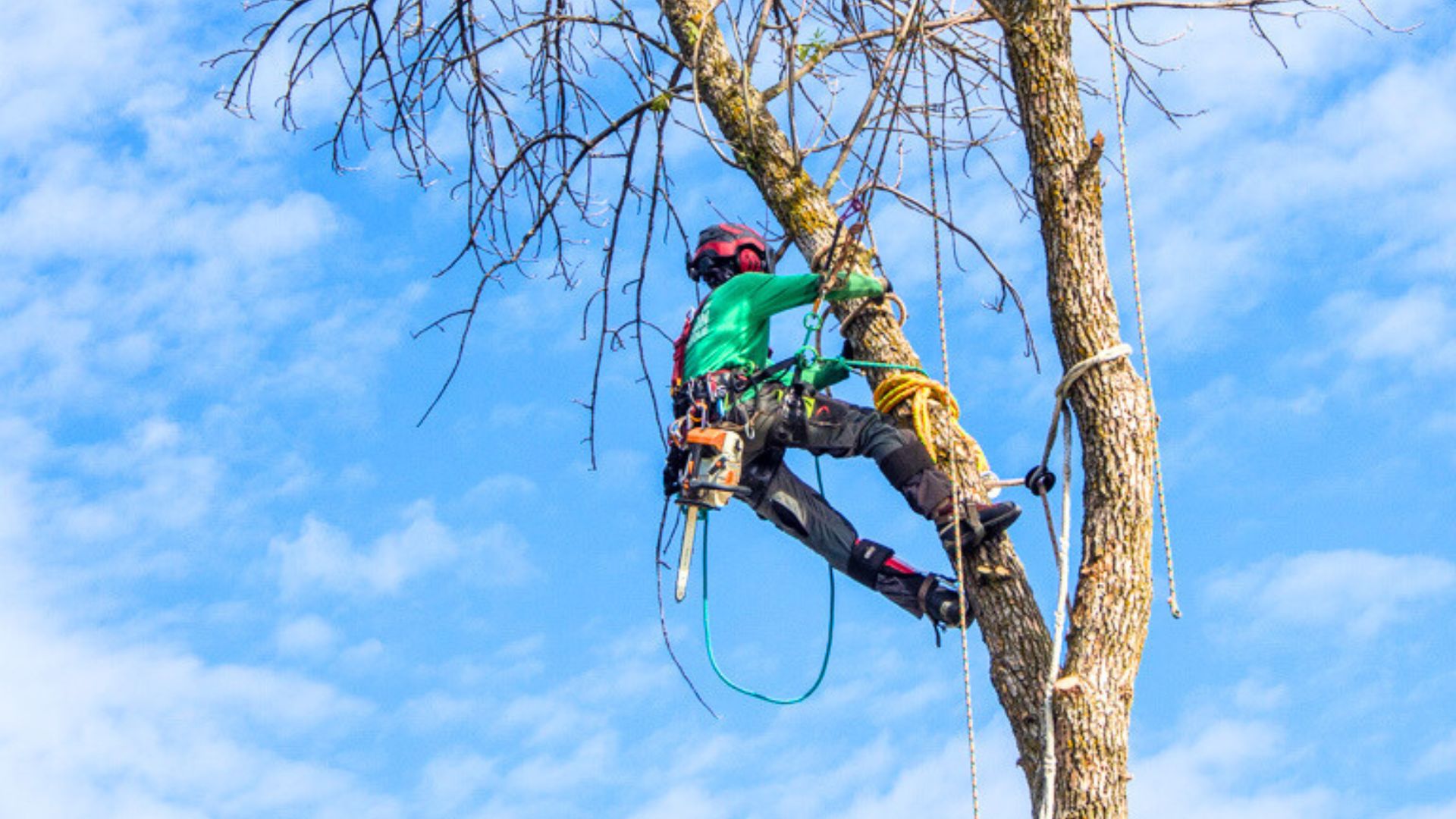 Arboriculteur du Québec certifié par la SIAQ